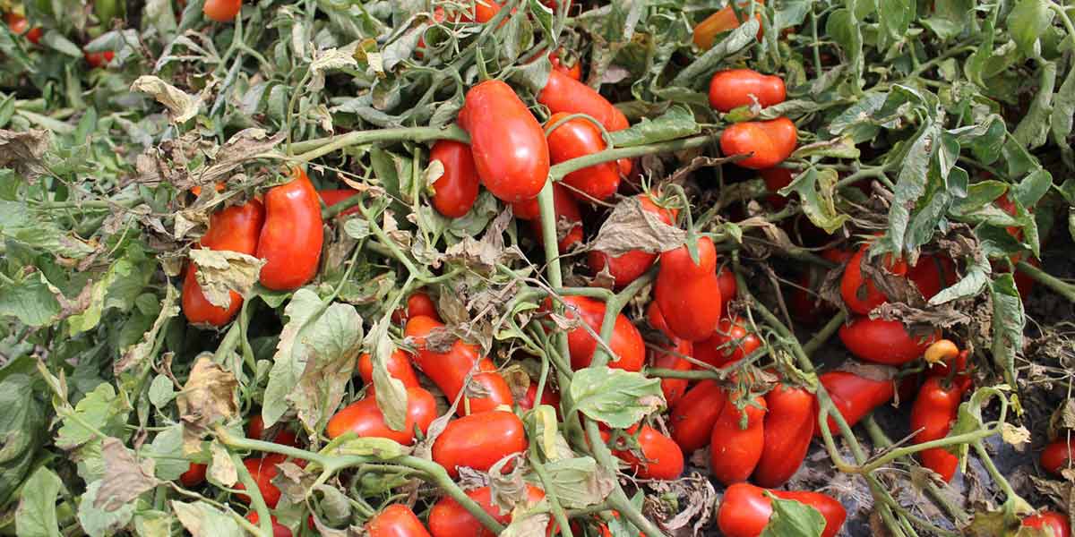 Pomodoro, malgrado gli stress climatici si possono massimizzare le rese